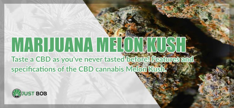 Marijuana CBD Melon Kush