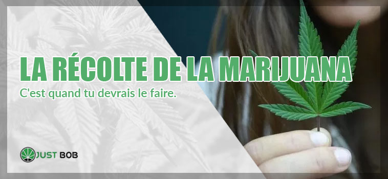 La récolte de la marijuana