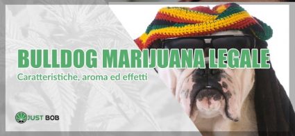 Bulldog marijuana legale