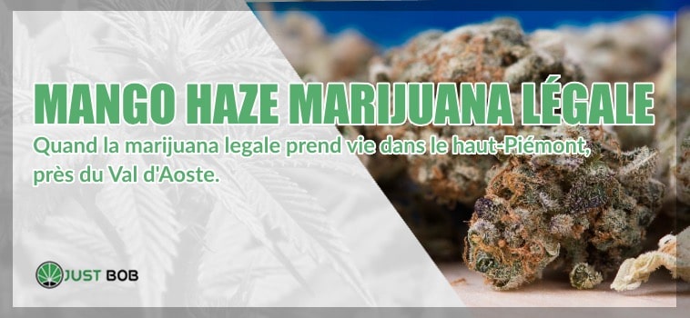 Mango Haze: quand le cannabis CBD est fabriqué en Italie.