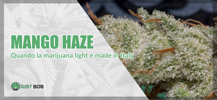 Mango Haze: marijuana CBD
