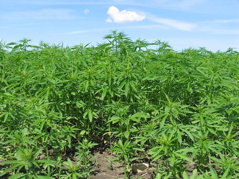 Quali sono i semi di cannabis?