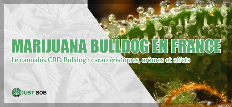 Le cannabis CBD Bulldog