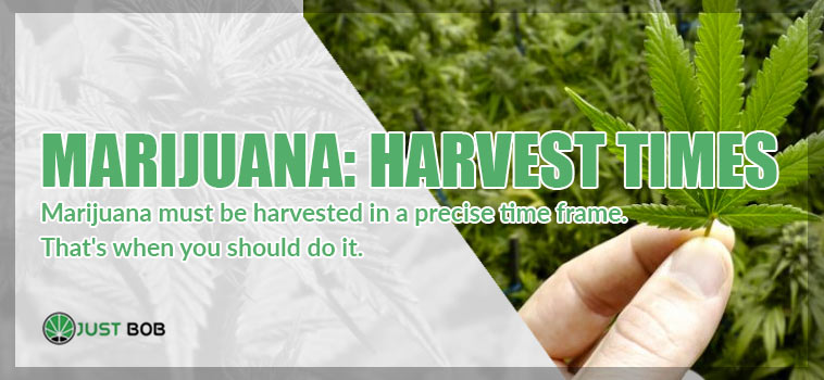Marijuana harvest times