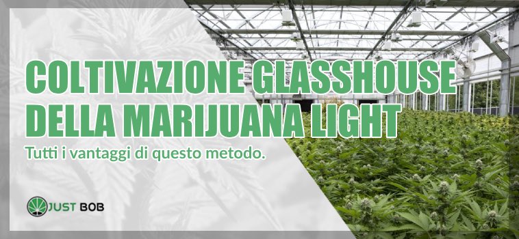 Marijuana light e coltivazione GlassHouse