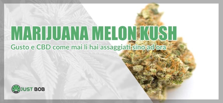 Marijuana CBD Melon Kush