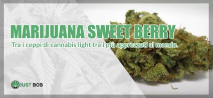 Cannabis CBD Sweet Berry