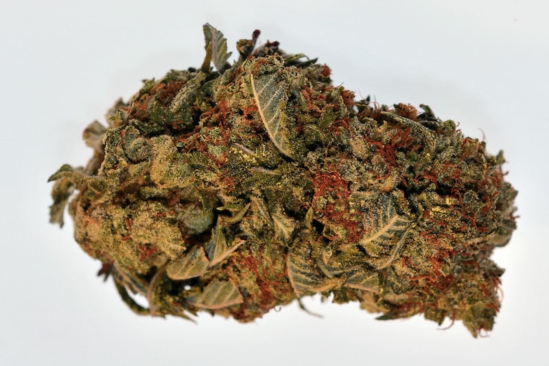 How is Master Kush cultivated?