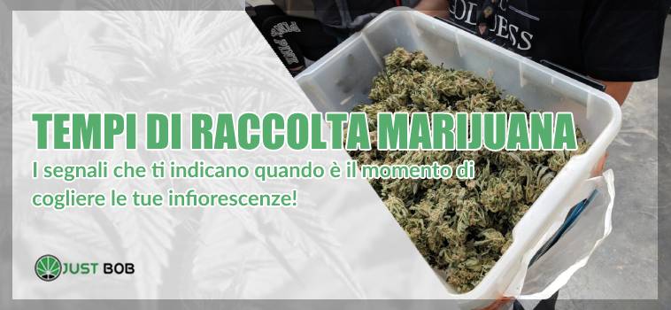 La raccolta della marijuana