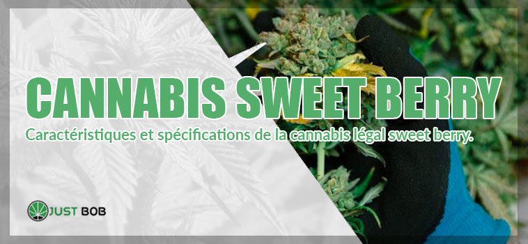 Cannabis CBD Sweet Berry