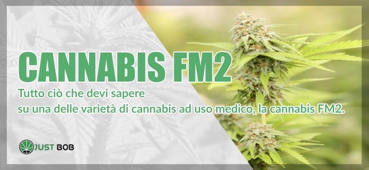 FM2 Cannabis