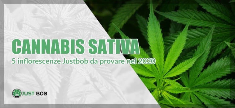 Cannabis Sativa: 5 infiorescenze