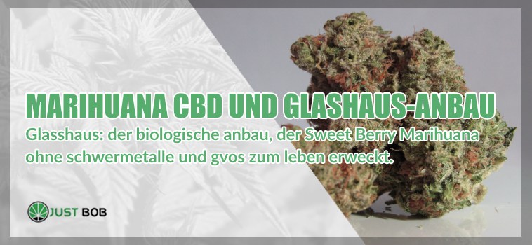 Marihuana CBD und Glashaus-Anbau