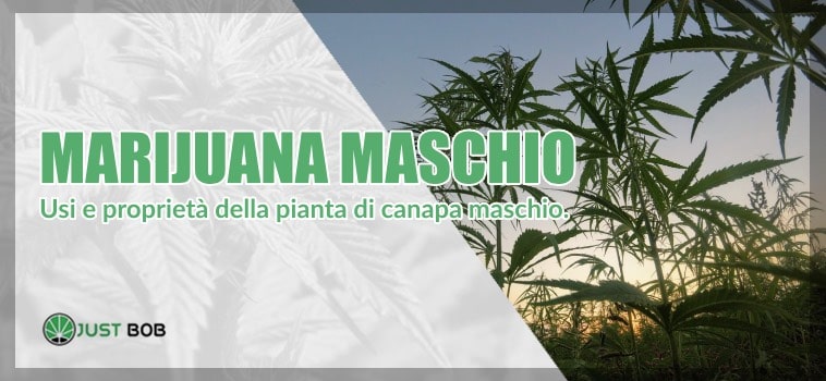 CBD cannabis maschio