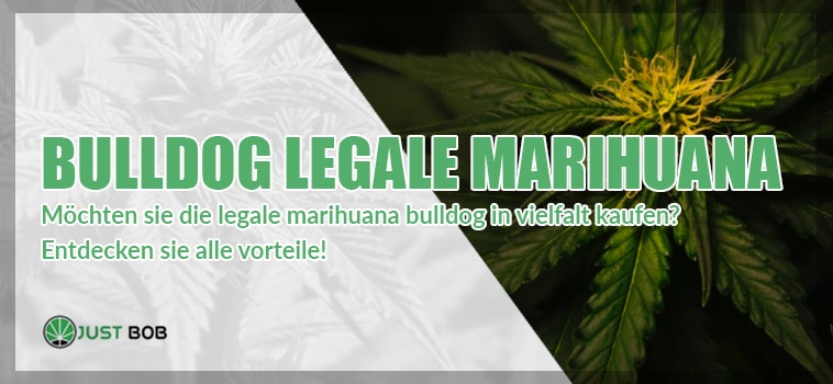 Bulldog legale Marihuana