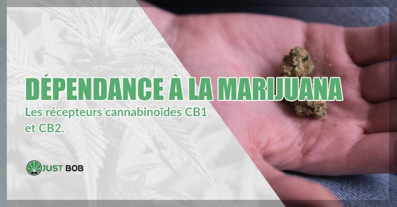 Dépendance à la marijuana : les récepteurs
