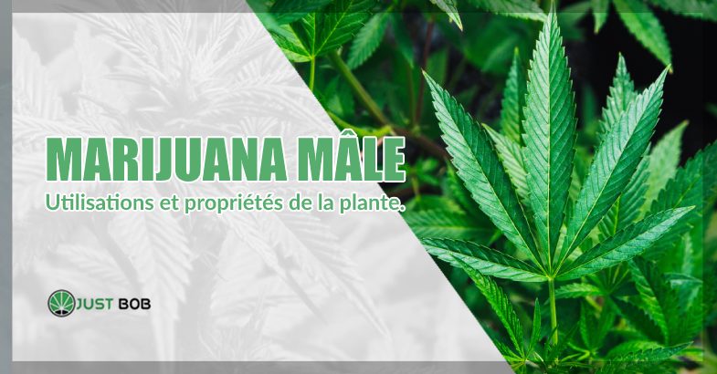 Marijuana mâle : utilisations et propriétés