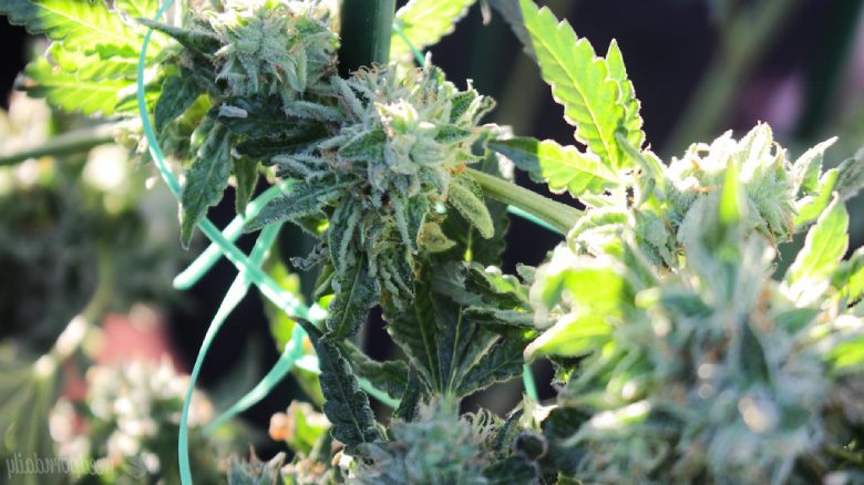 Der natürliche Anbau von CBD Cannabis