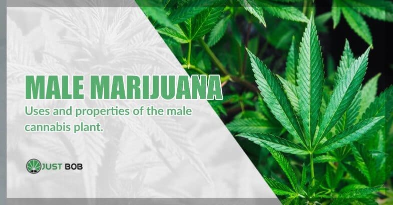 Male CBD Marijuana