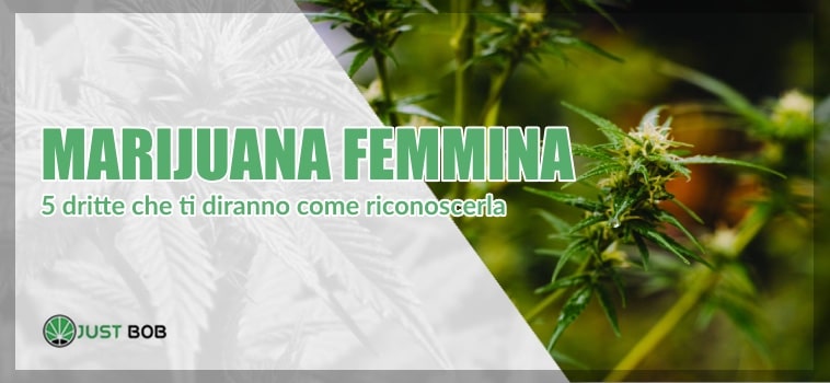 5 dritte per riconoscere la marijuana femmina.