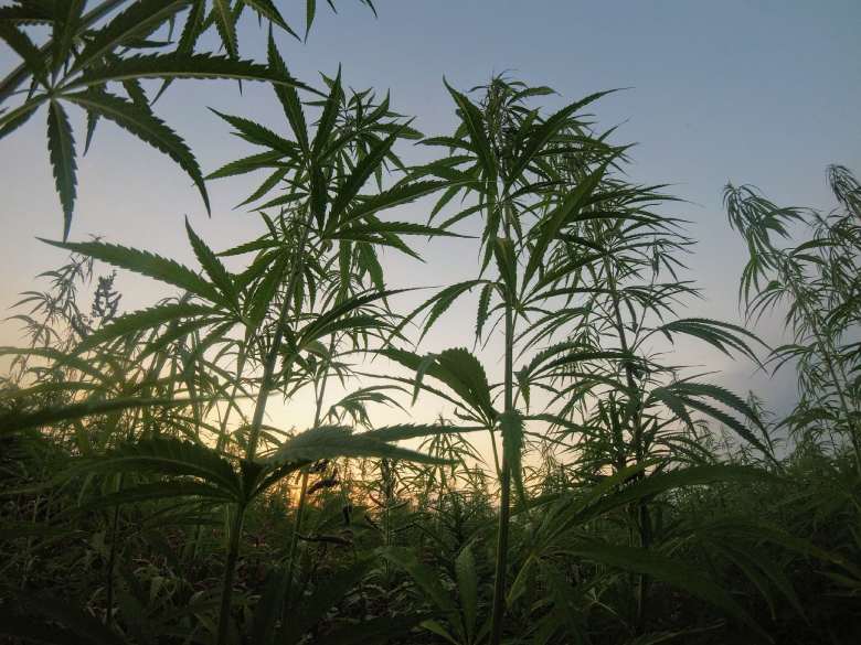 How is CBD cannabis Mango Haze grown?