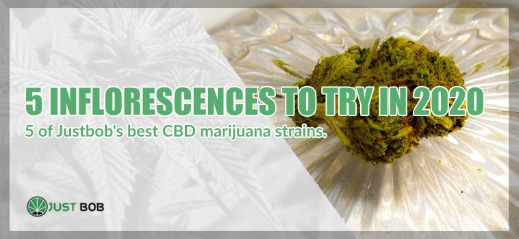 Cbd Cannabis sativa: 5 inflorescences
