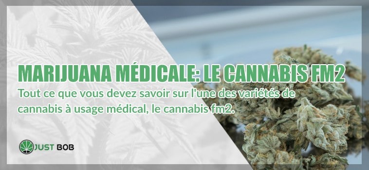 Marijuana médicale: le cannabis FM2