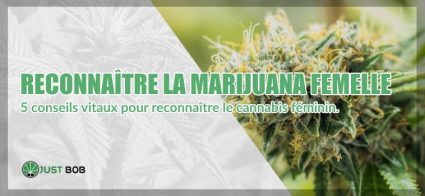 5 conseils pour reconnaître le cannabis féminin.