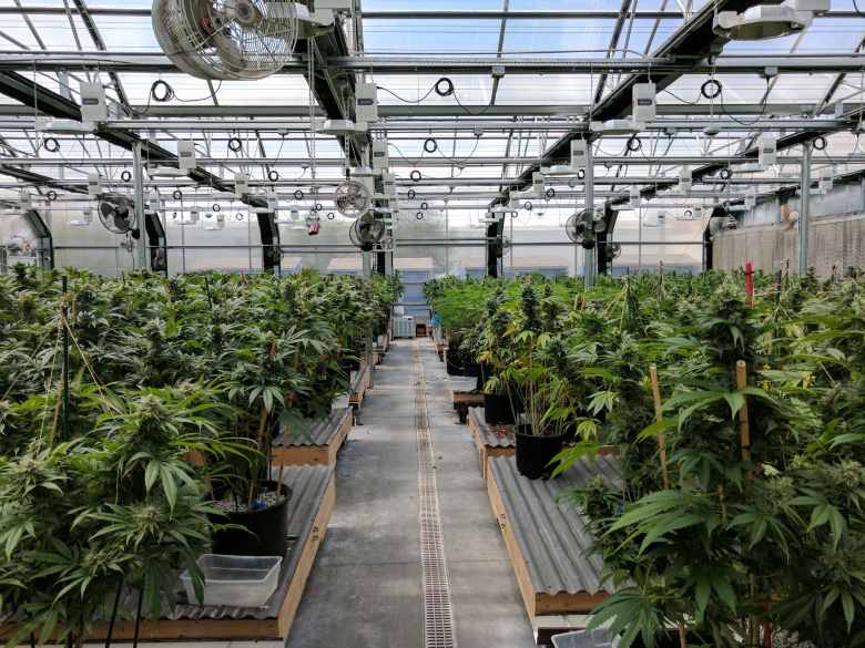 Problems with the GlassHouse cultivation method