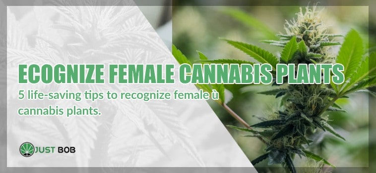 Rrecognize female cannabis plants