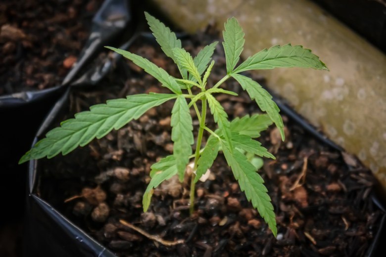 The legal CBD Cannabis