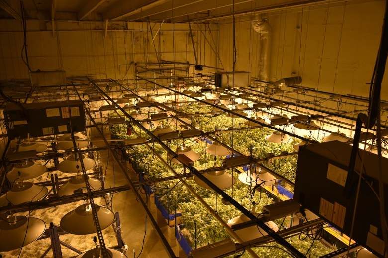 CBD Gras: Gesetz 242 von 2016