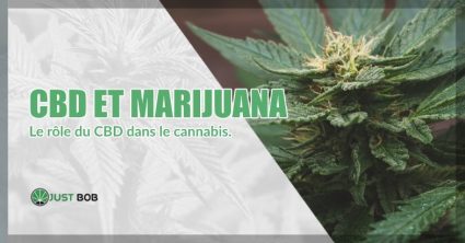 CBD et marijuana : le rôle du CBD