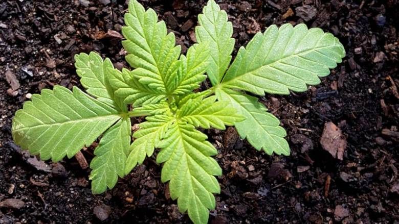 Ist es legal, zu Hause CBD- Marihuana anzubauen?