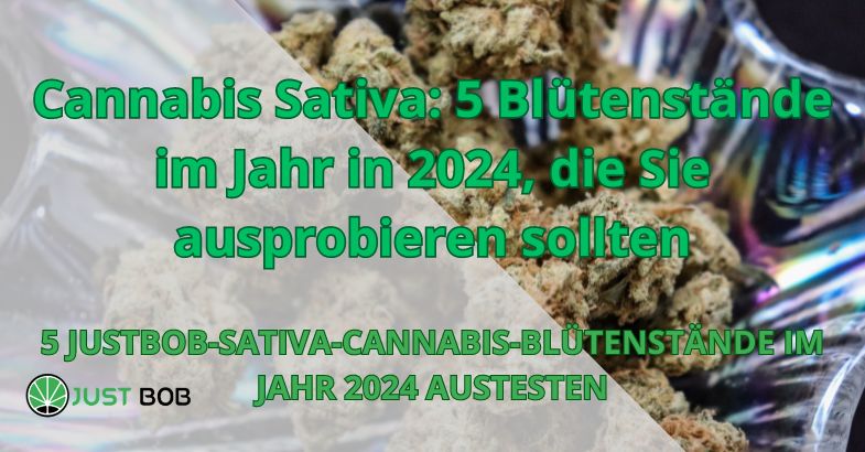 Cannabis Sativa: 5 Blütenstände im Jahr in 2024