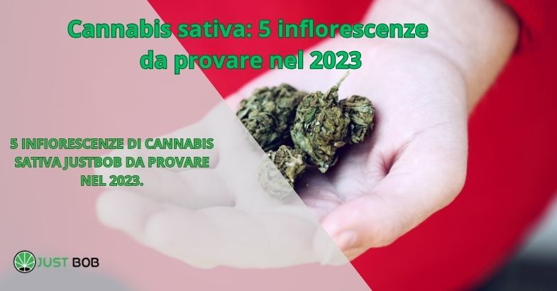 Cannabis sativa: 5 inflorescenze da provare nel 2023