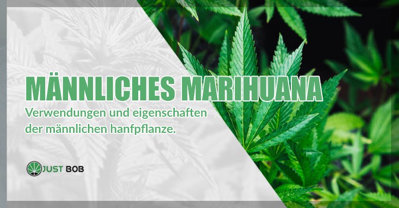 Männliches CBD Marihuana