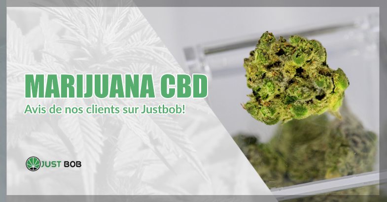 CBD cannabis et avis