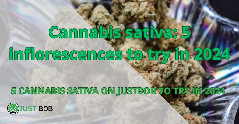 Cannabis sativa: 5 inflorescences to try in 2024