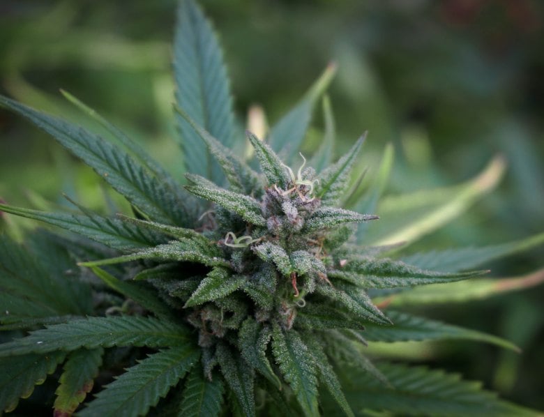 Plante de cannabis CBD: mâle ou femelle?