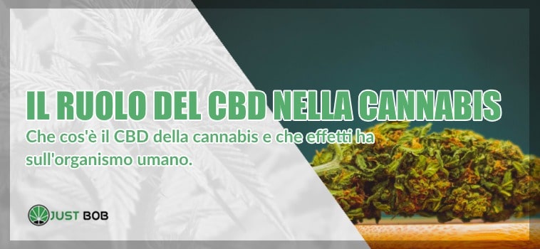 CBD e Marihuana: il ruolo del CBD