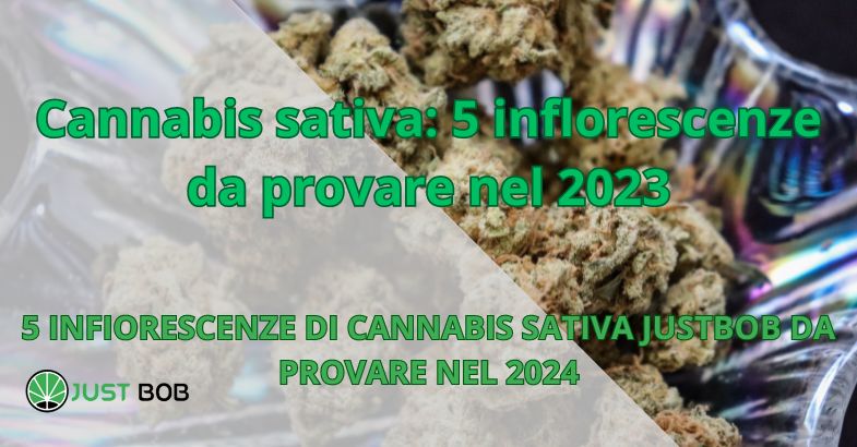 Cannabis sativa: 5 inflorescenze da provare nel 2024