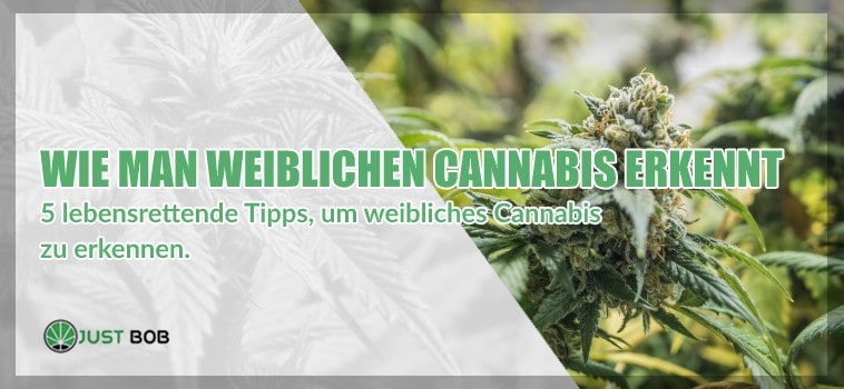 Techniken, wie man mehr weibliche Pflanzen aus regulären Samen erhält -  CannaConnection