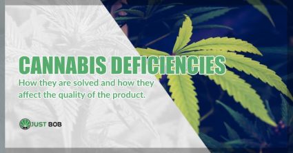 Cannabis deficiencies: how they are solved