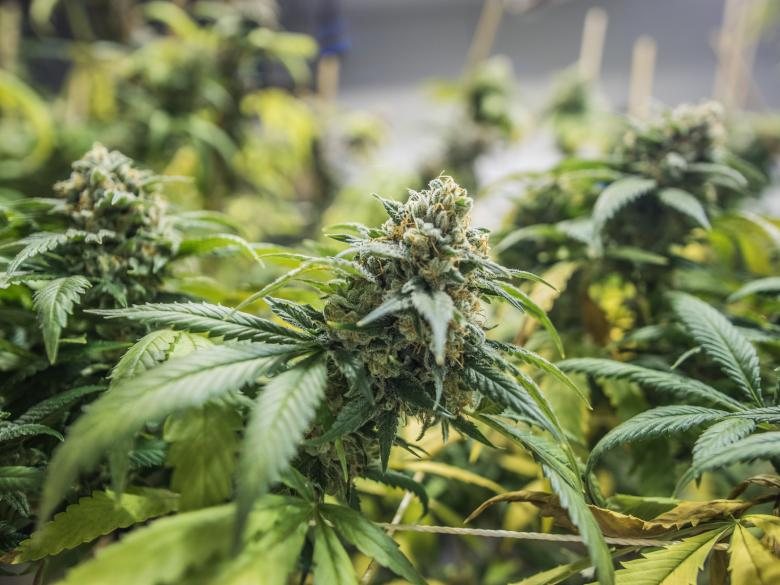 Ma che rapporto intercorre tra il CBD e l’appetito