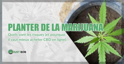 Planter marijuana : les risques