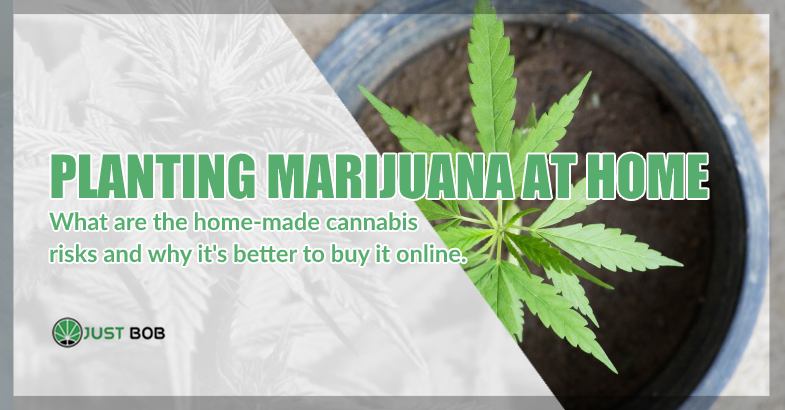 Planting marijuana: the home-made marijuana risks
