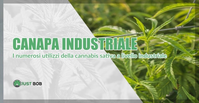 Magnifica Marijuana: i principali utilizzi della canapa