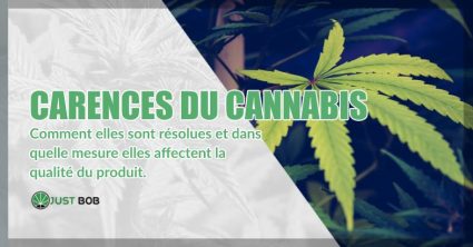 Les carences du cannabis