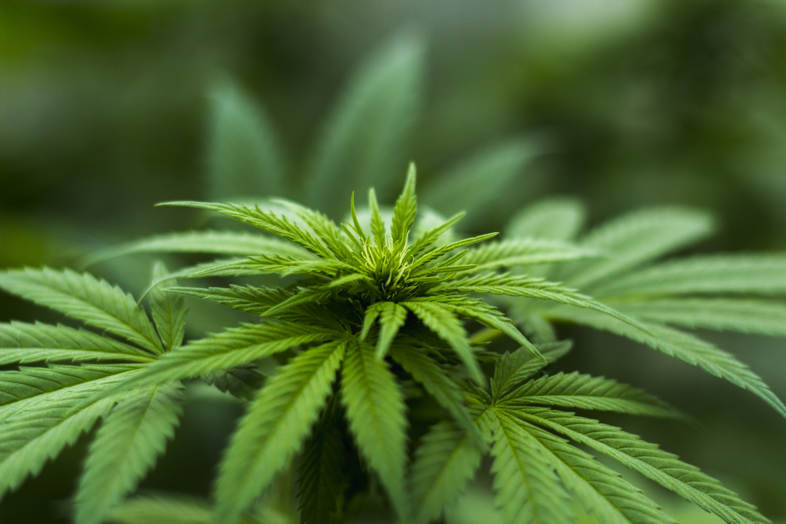 Cannabis legale e carenze